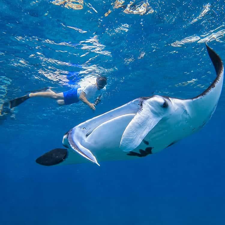 Day cruise boat and snorkeling tour at Nusa Lembongan